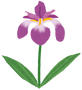 flower_syoubu.png